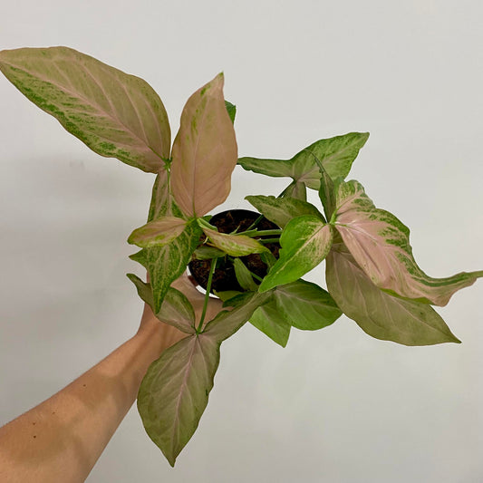 Syngonium "Pink Perfection"