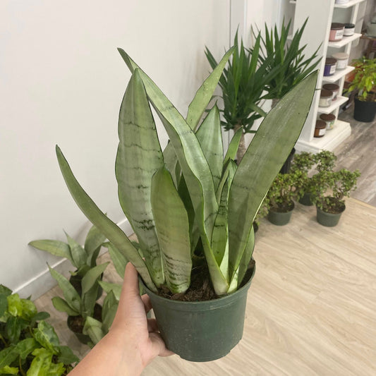 Sansevieria "Snake" Moonshine
