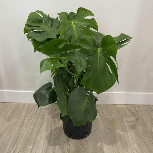 Monstera deliciosa