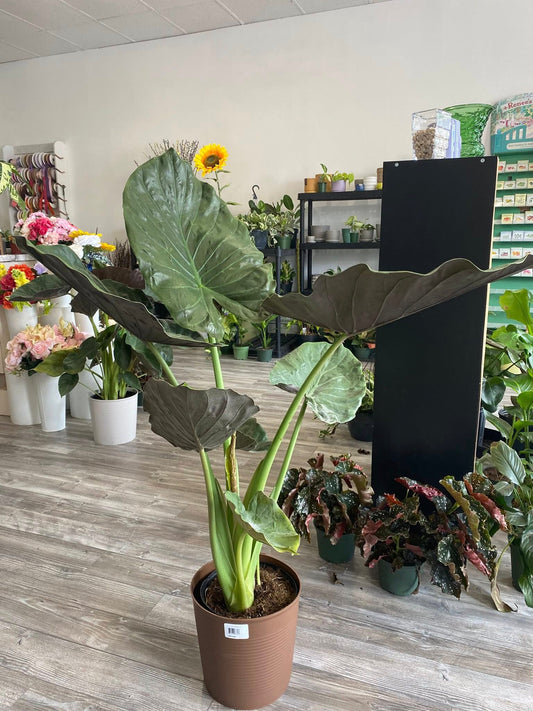 Alocasia "Wentii"