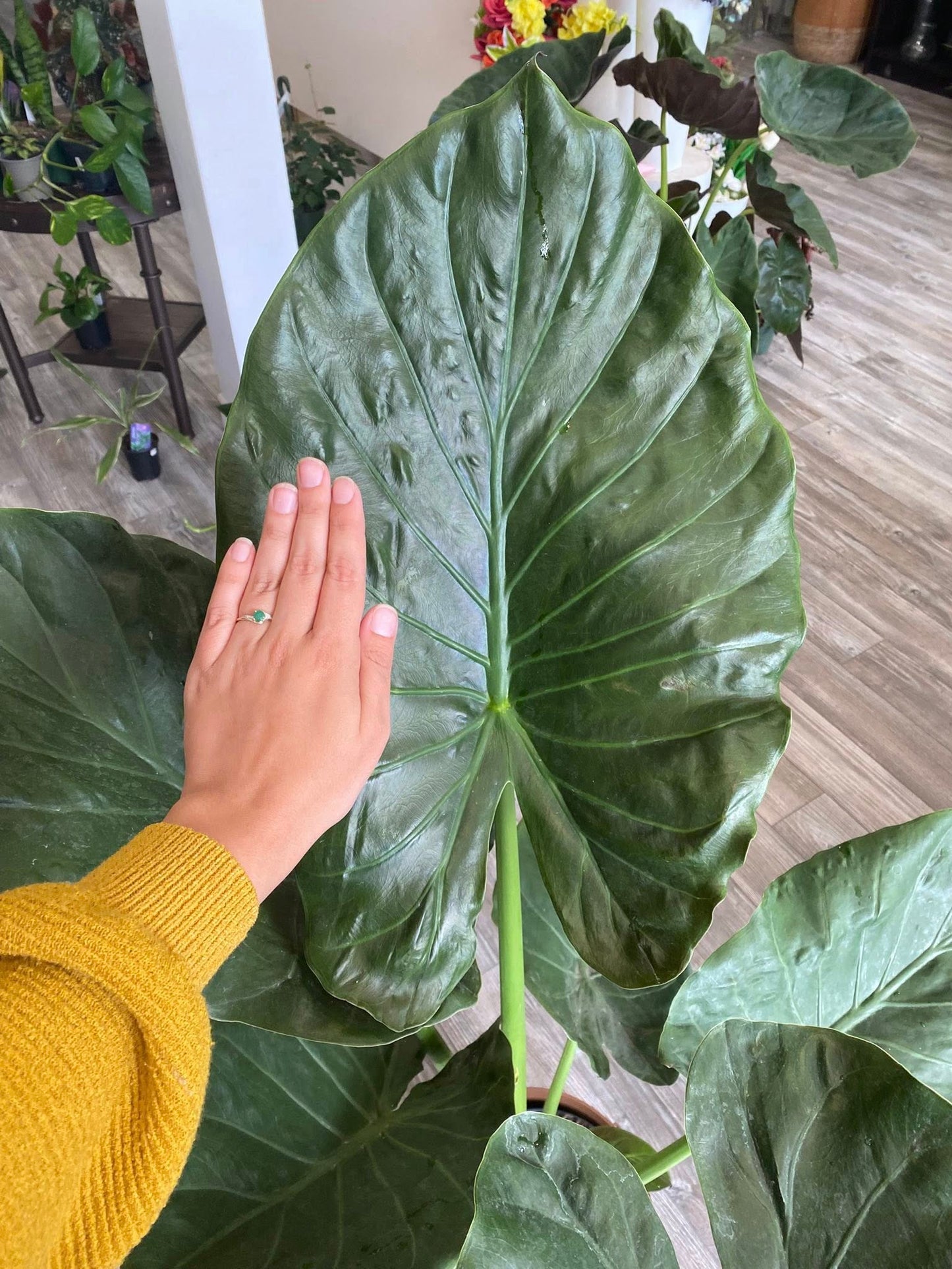 Alocasia "Wentii"