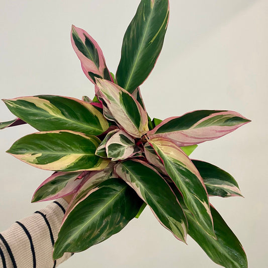 Stromanthe Triostar