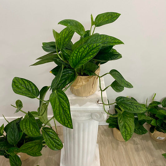 Monstera Peru