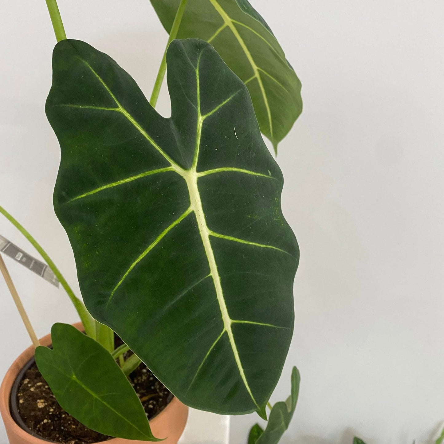Alocasia "Frydek"