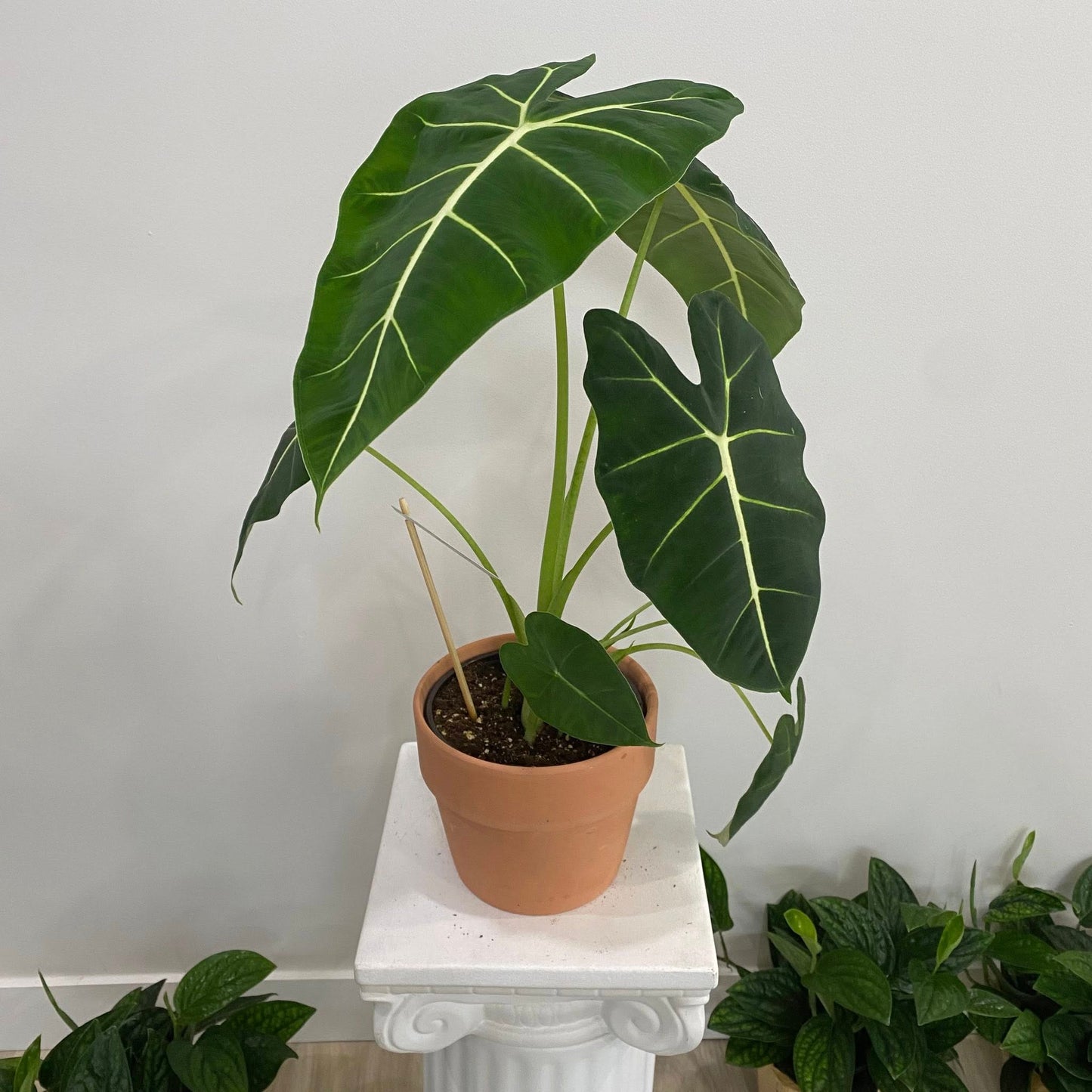 Alocasia "Frydek"