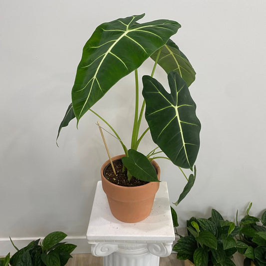 Alocasia "Frydek"