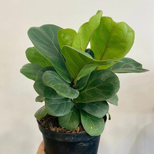 Ficus Lyrata Bush "Fiddle Leaf"