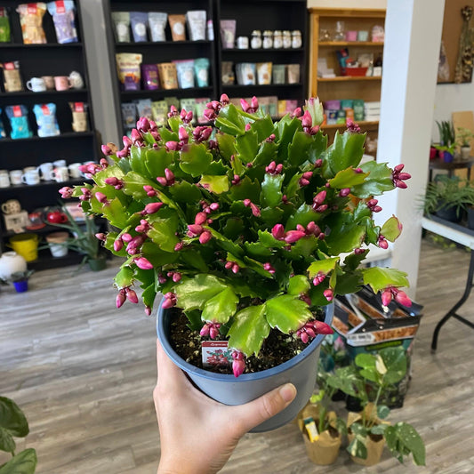 Christmas Cacti (Schlumbergera Bridgesii)