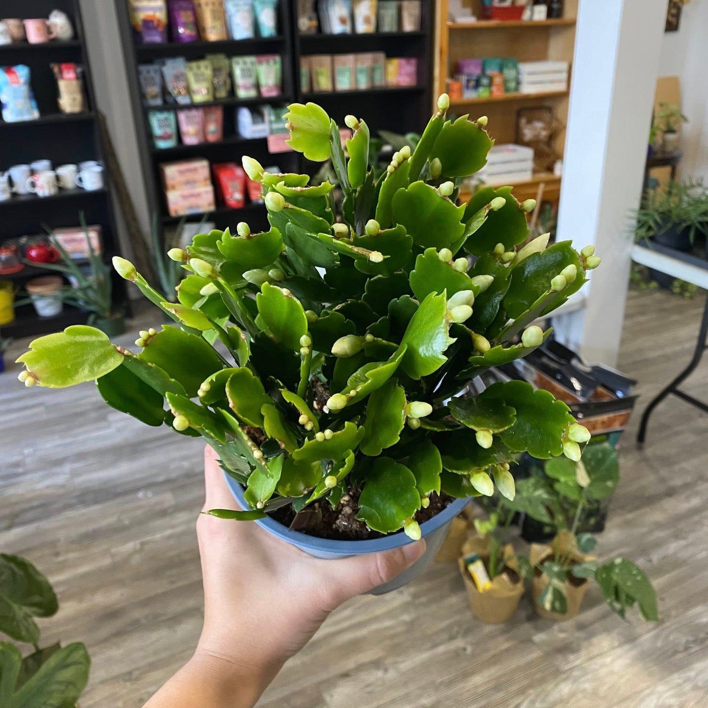 Christmas Cacti (Schlumbergera Bridgesii)