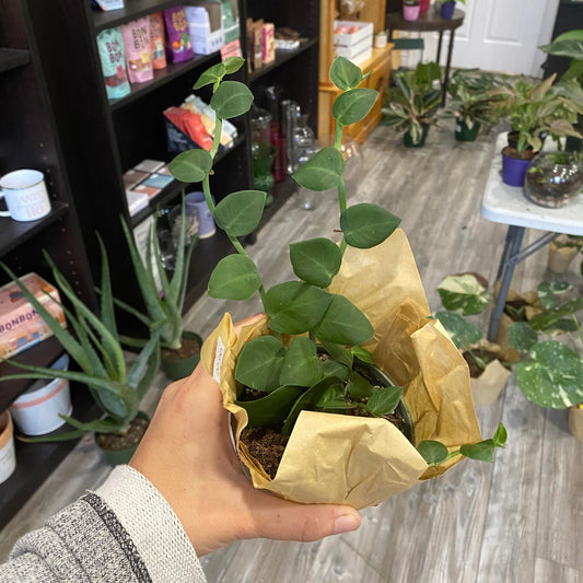 Rhaphidophora korthalsii