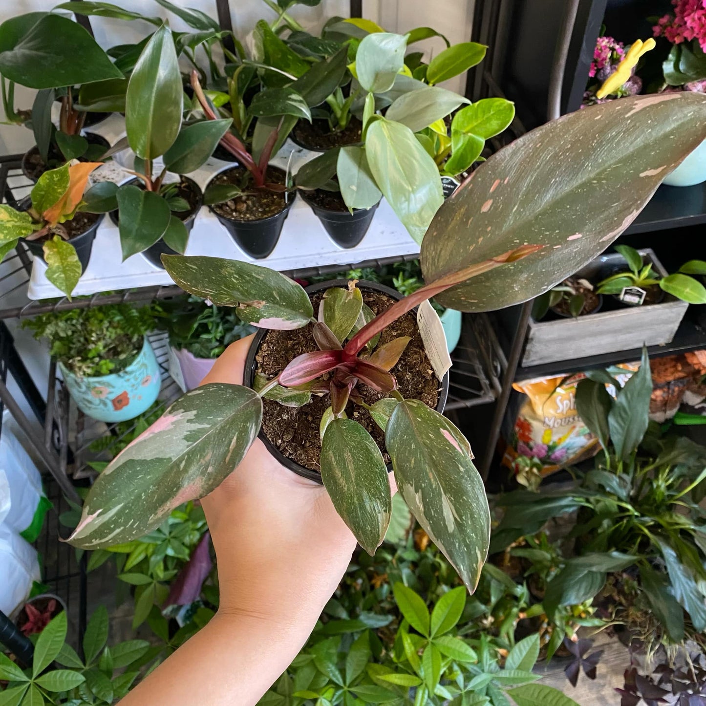 Philodendron Pink Princess Marble Galaxy