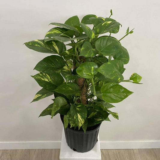 Pothos Hawaiian Totem