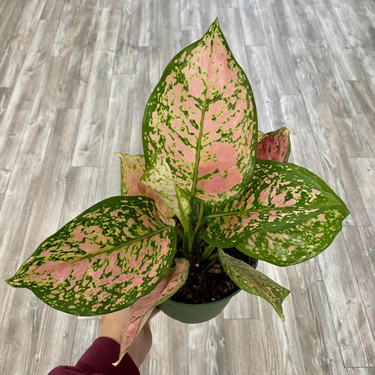 Aglaonema "Ruby Ray"