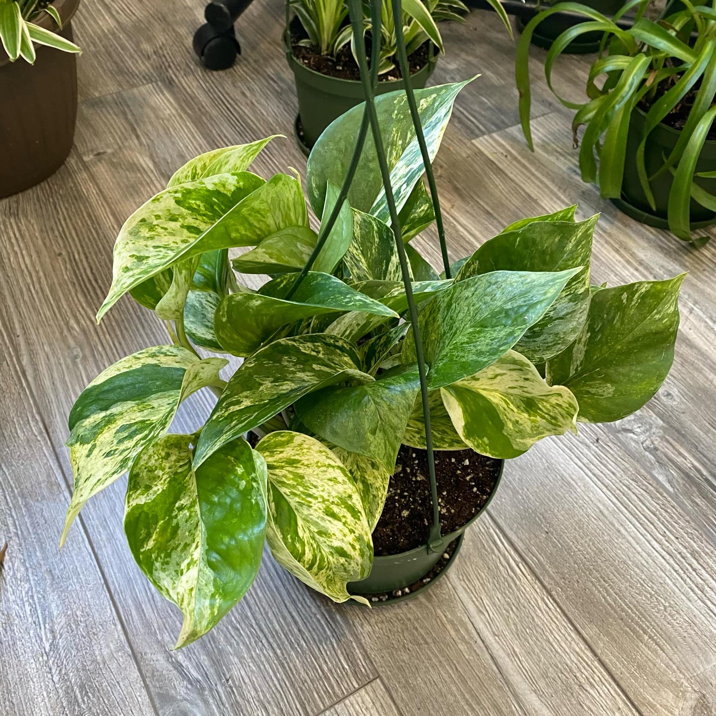 Pothos Marble Queen