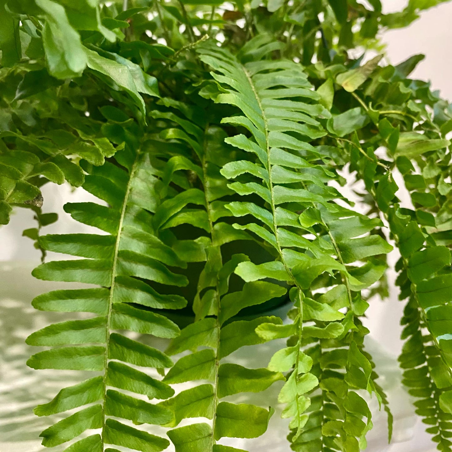 Boston Fern