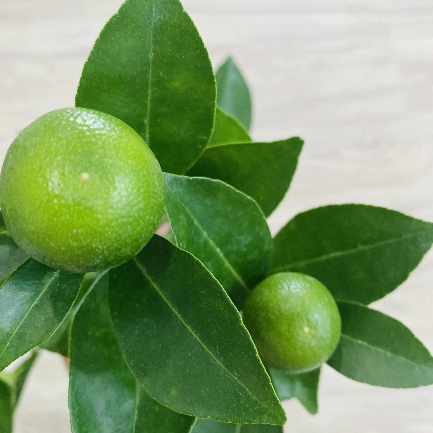 Calamondin Orange Tree