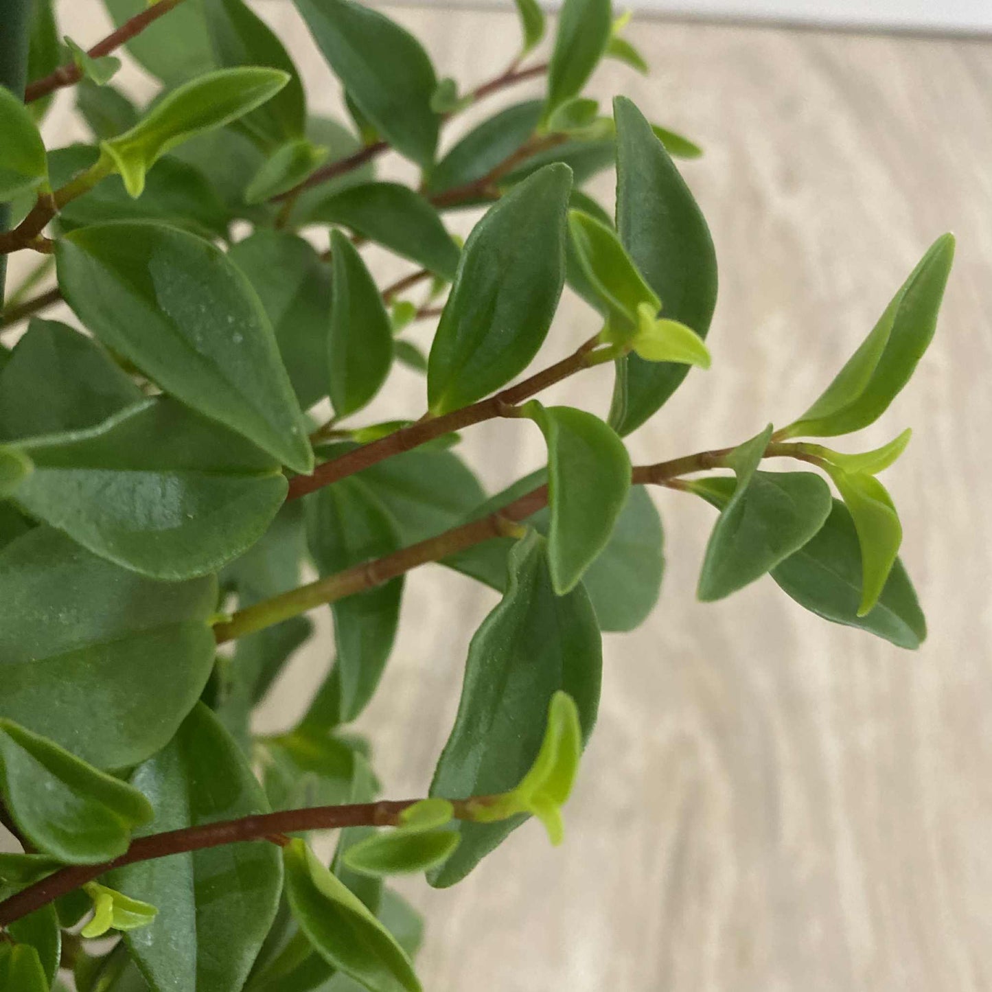Peperomia "Amigo Marcello"