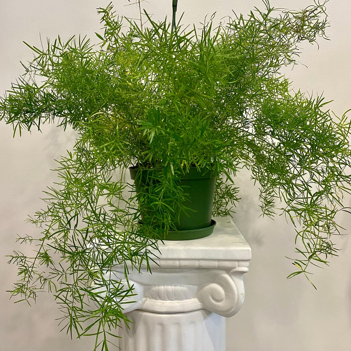 Asparagus Fern