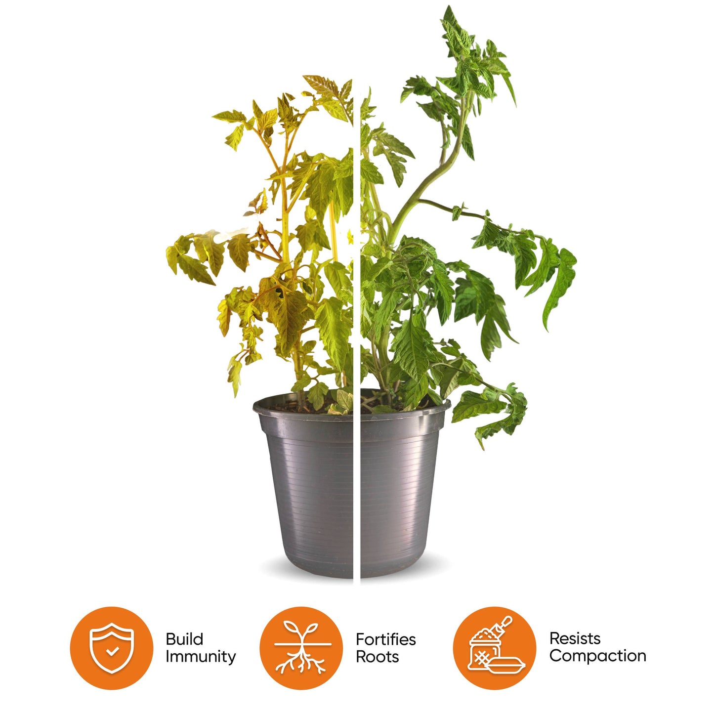 Molly's Succulent Mix - Premium Gritty Soilless Potting Mix