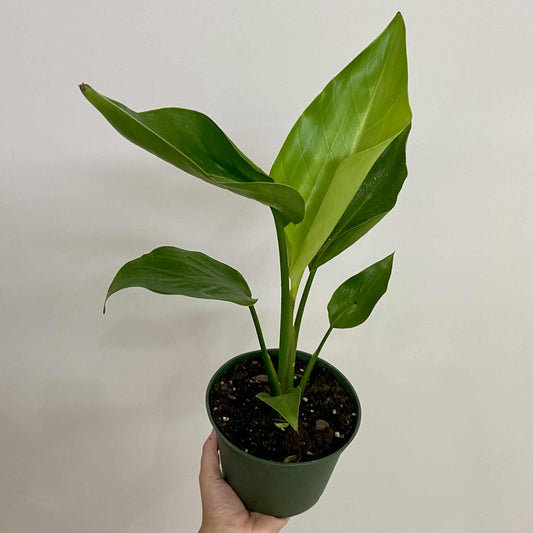 Bird of Paradise (White)