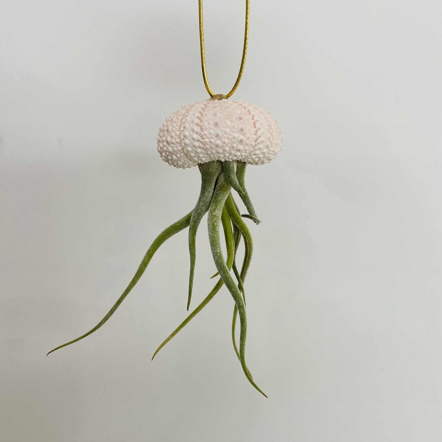 Tillandsia in Seashell