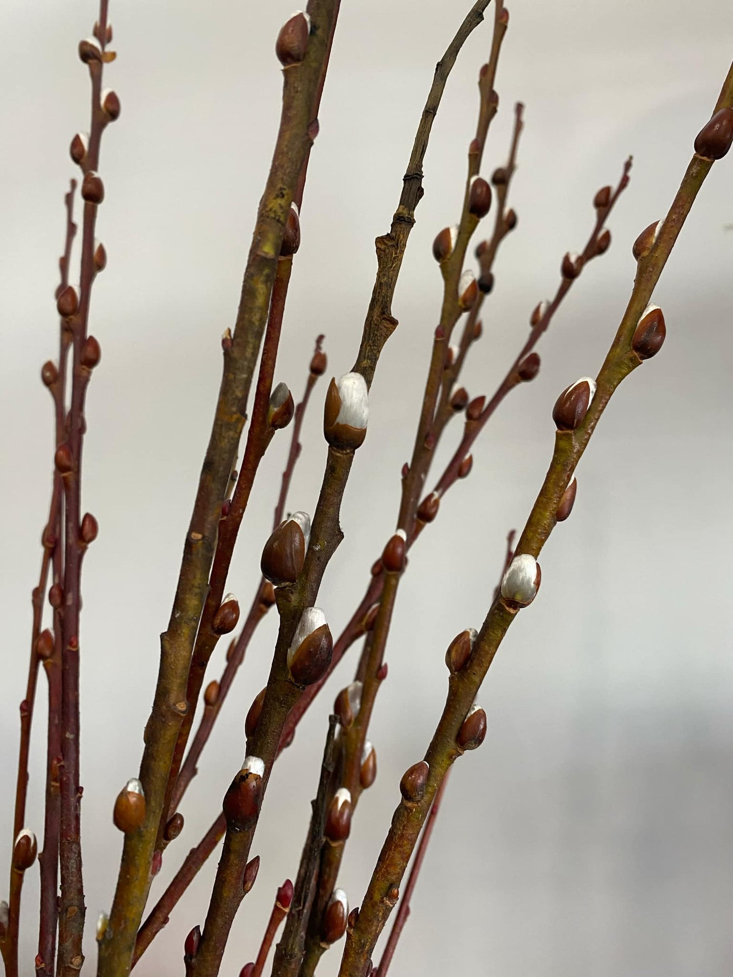 Dried Pussy Willow Branches