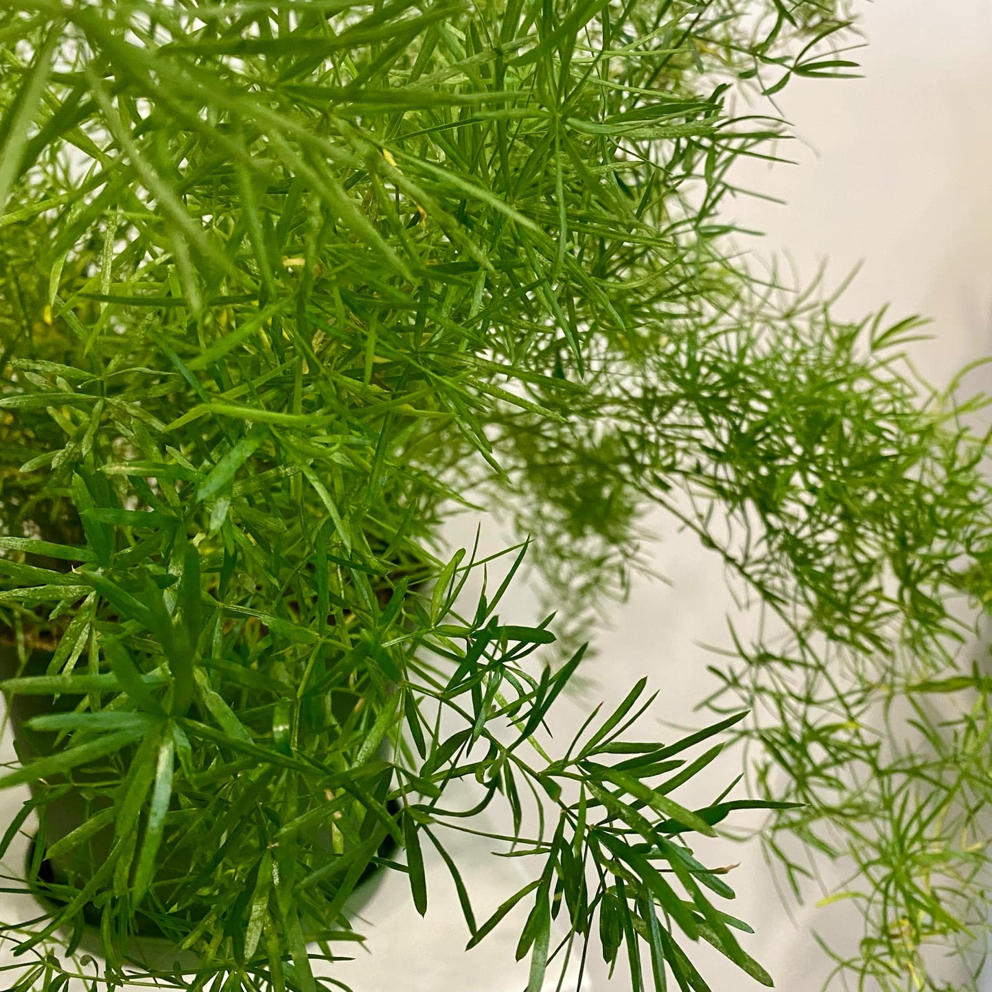 Asparagus Fern