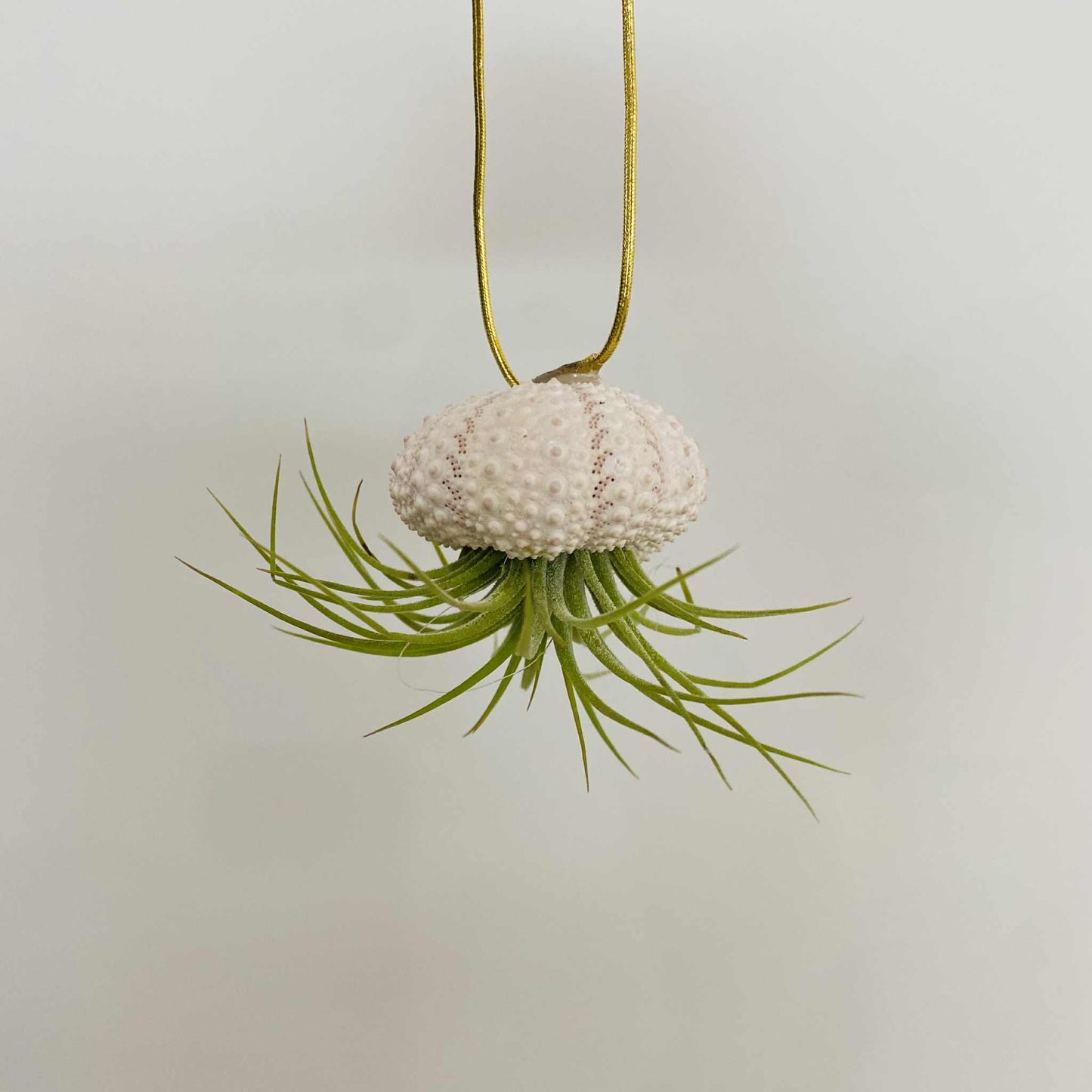 Tillandsia in Seashell