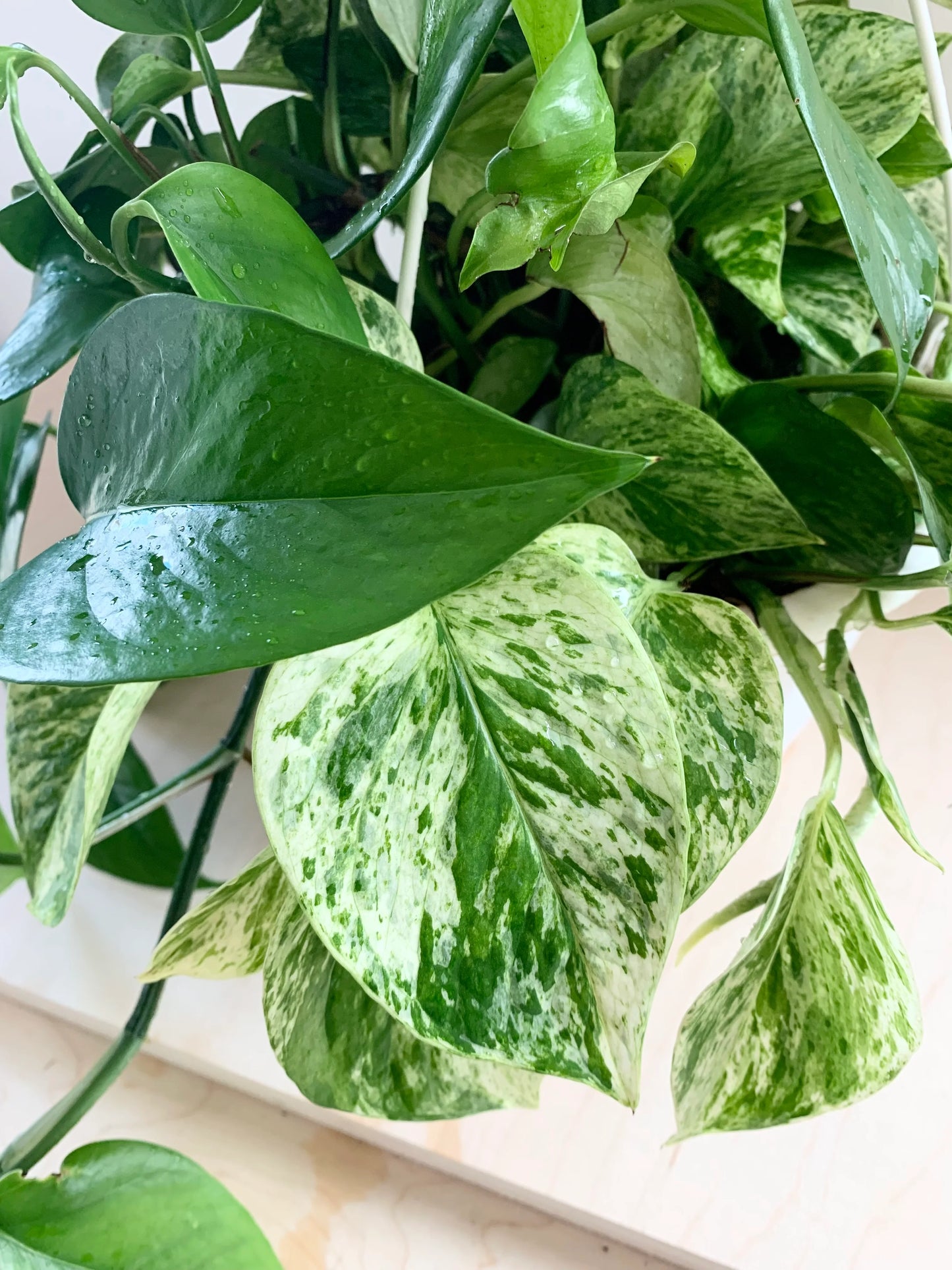 Pothos Marble Queen