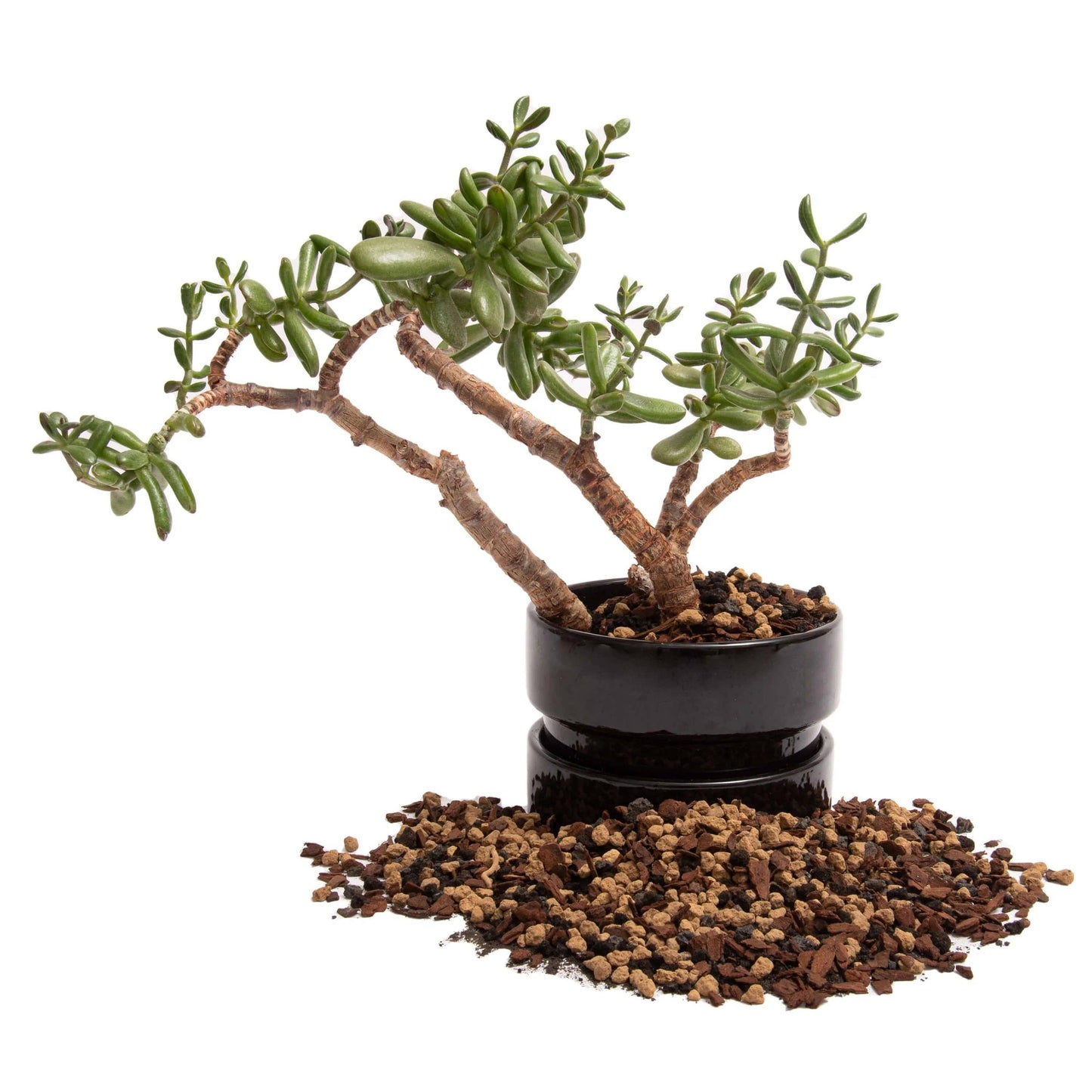 Molly's Succulent Mix - Premium Gritty Soilless Potting Mix