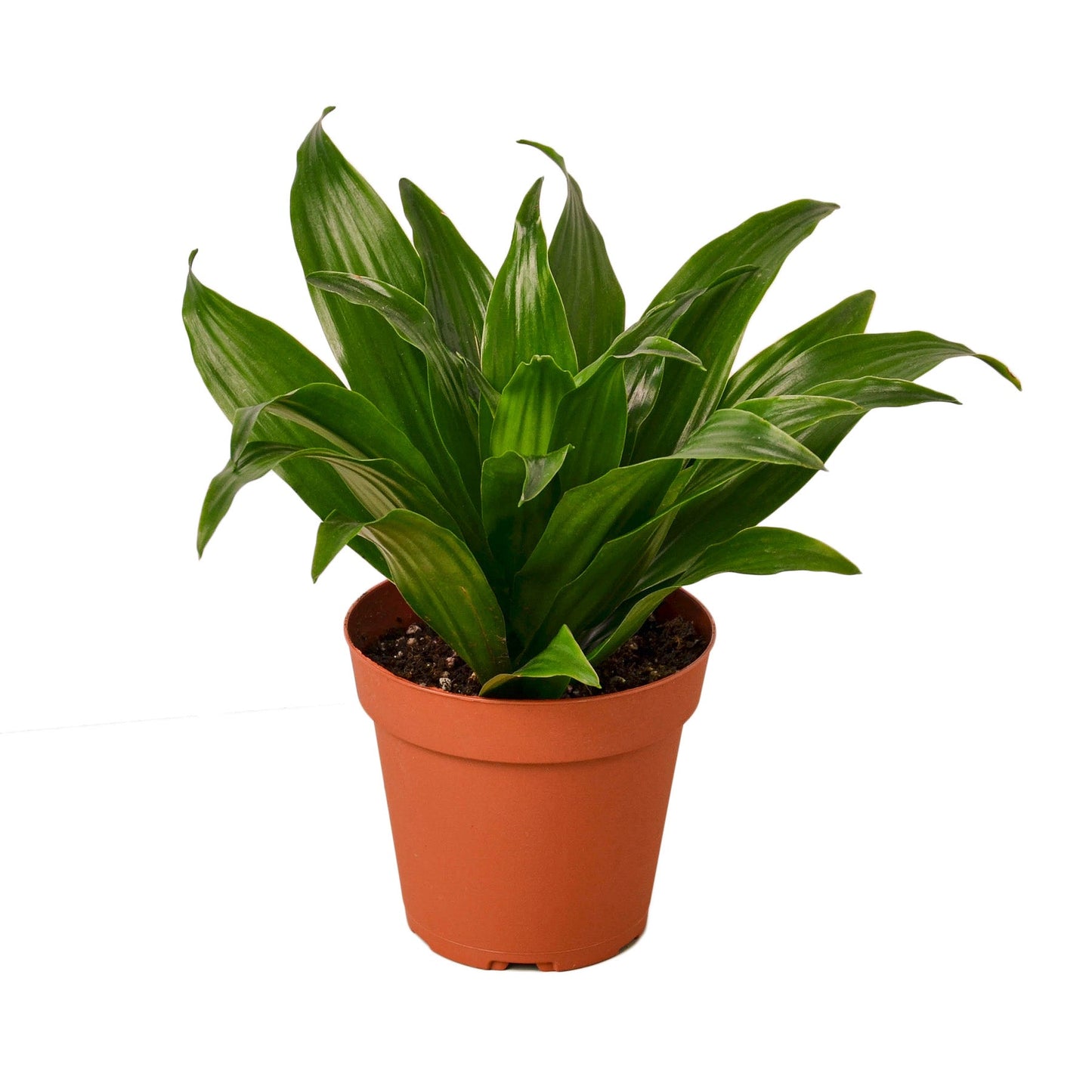 Dracaena Janet Craig Compacta