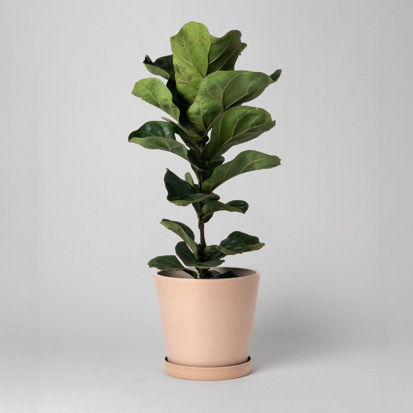 7" Tapered Signature Planter Pot & Saucer Set