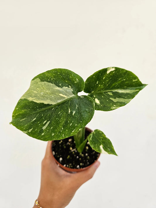 Monstera Thai Constellation