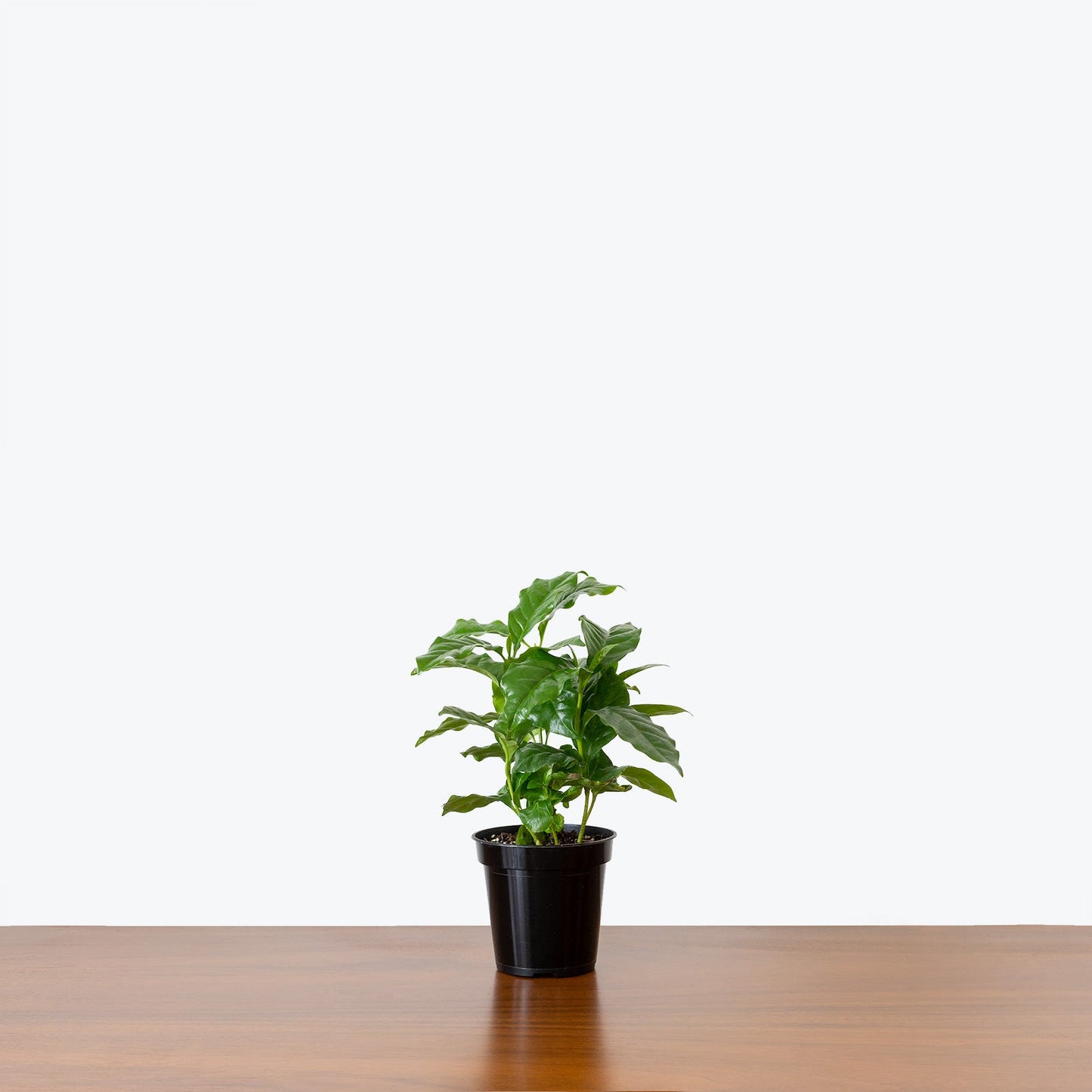 Coffea Arabia