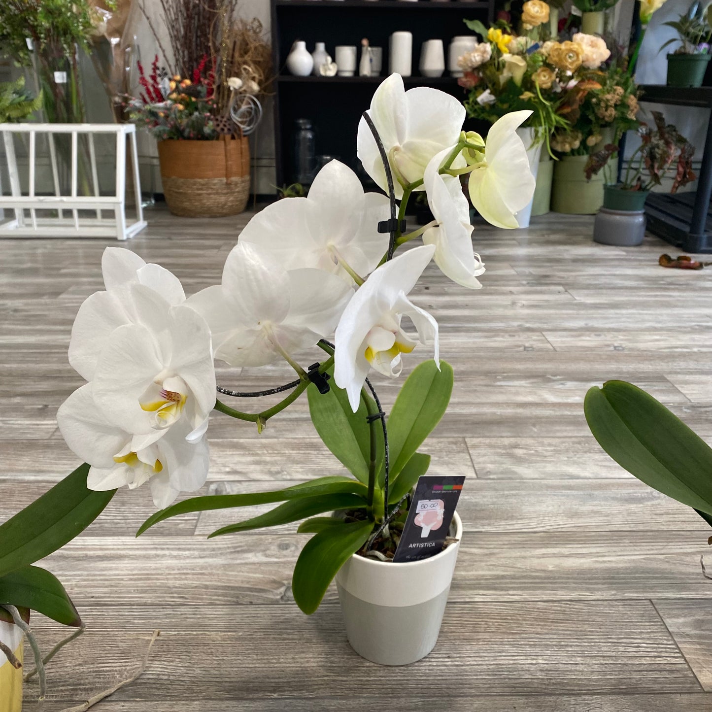 Phalaenopsis Orchid