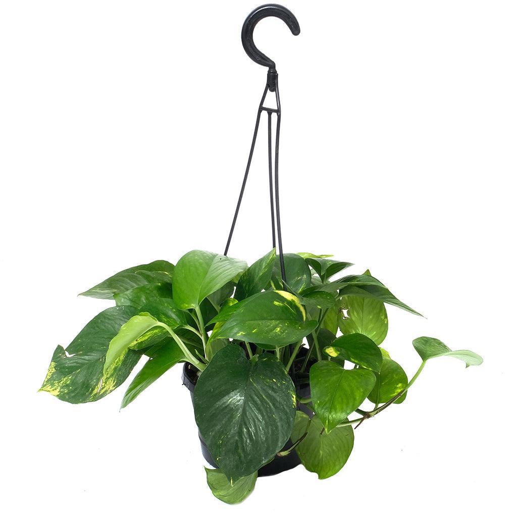 Golden Pothos