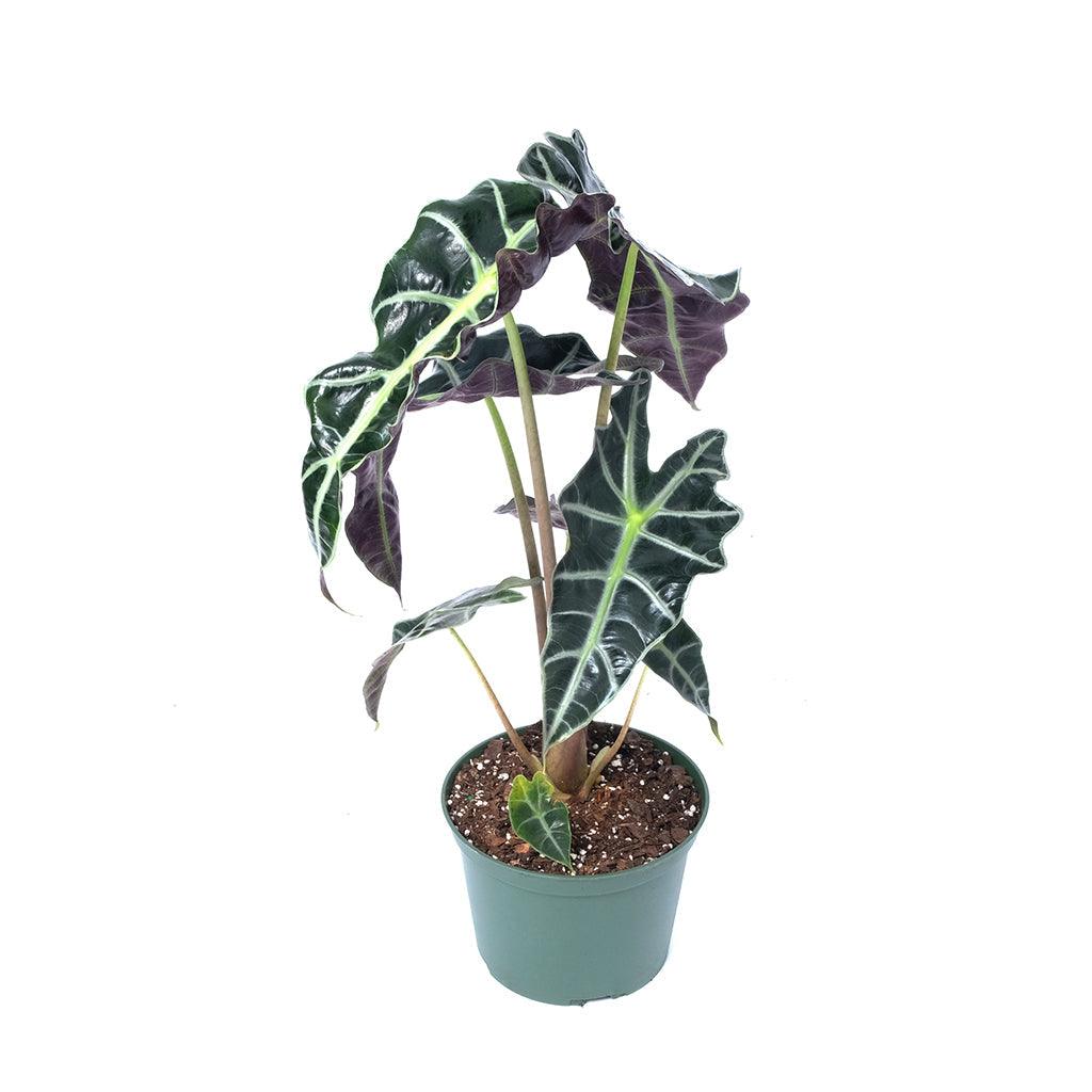 Alocasia Polly