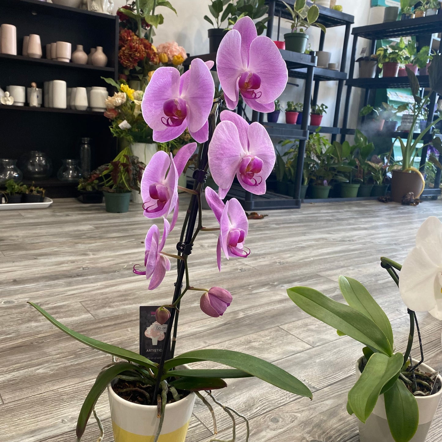 Phalaenopsis Orchid