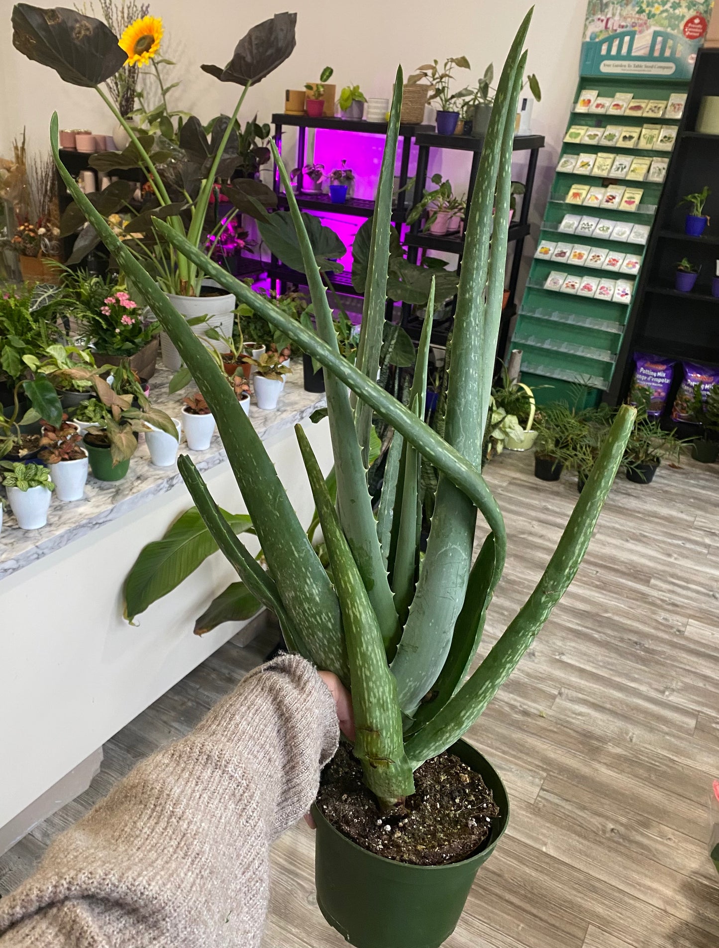 Aloe Vera