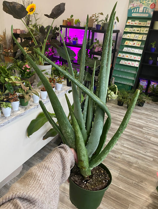 Aloe Vera