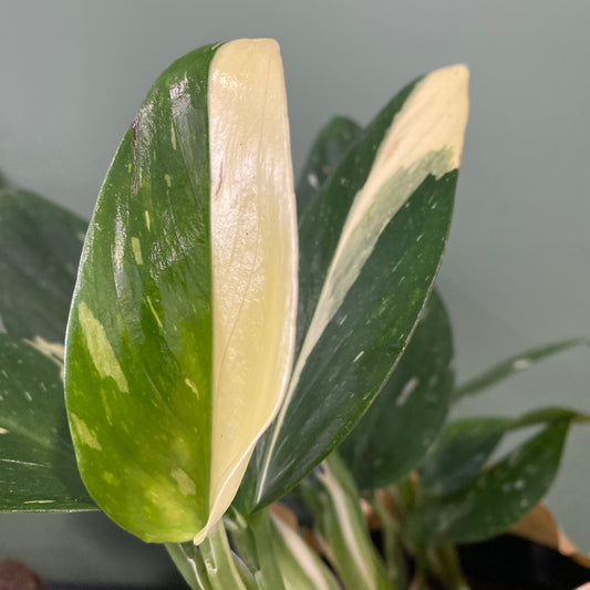 Monstera Standleyana Variegated