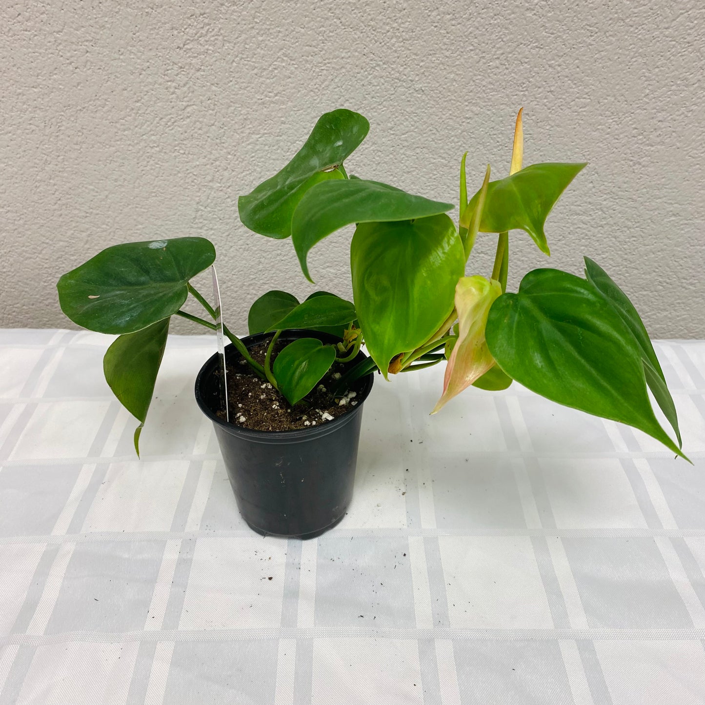 Philodendron Cordatum “Heartleaf”