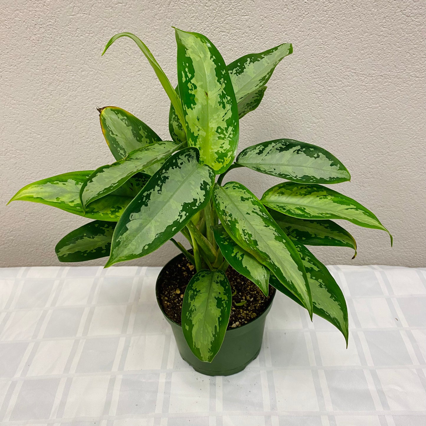 Aglaonema Chinese Evergreen