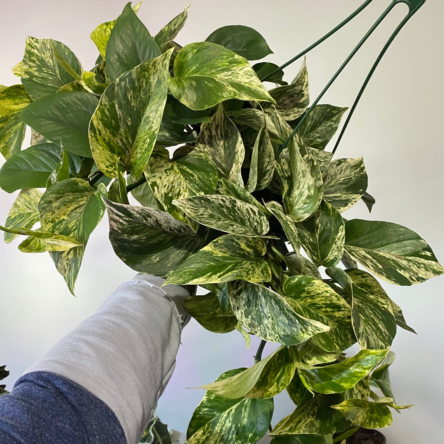 Pothos Marble Queen