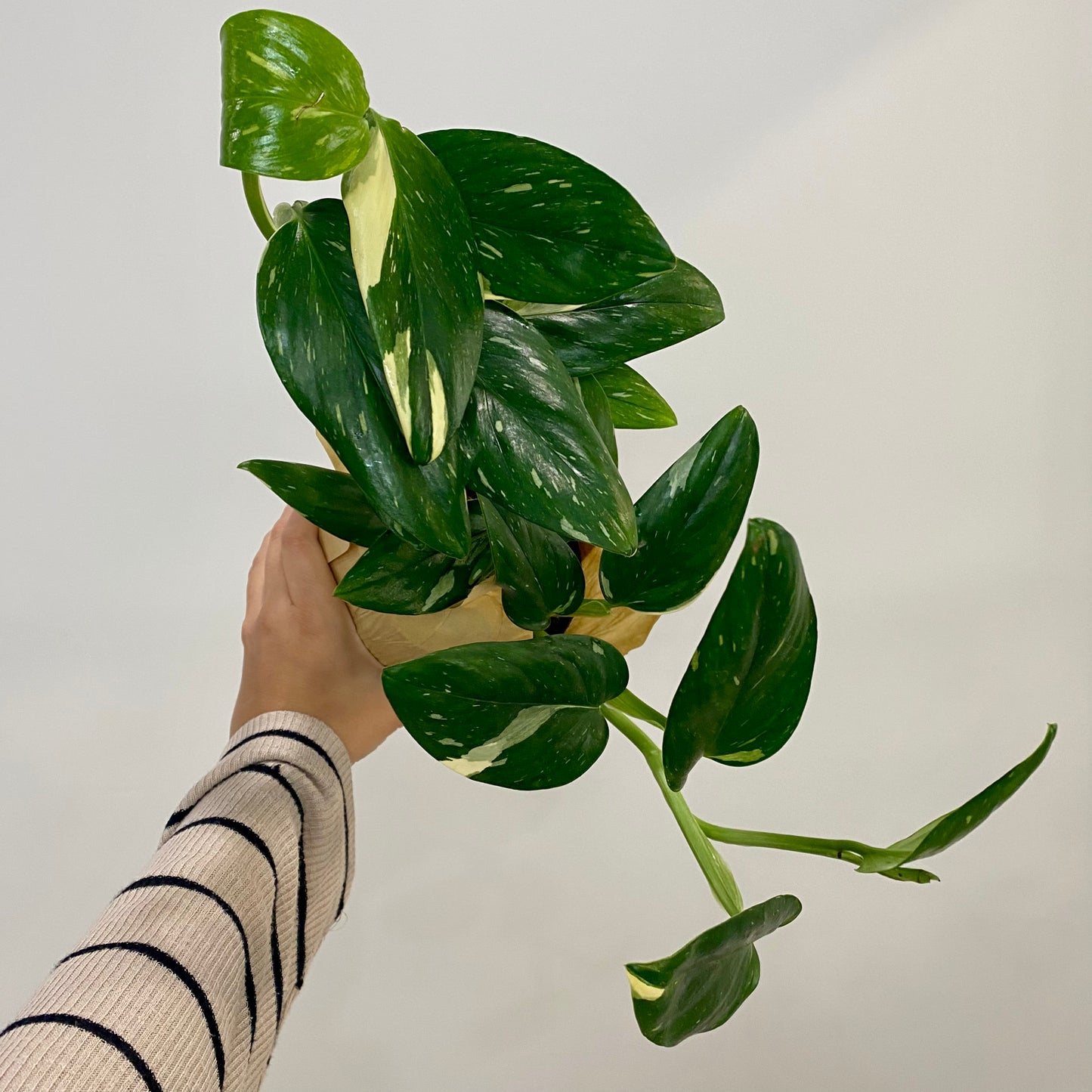 Monstera Standleyana Variegated