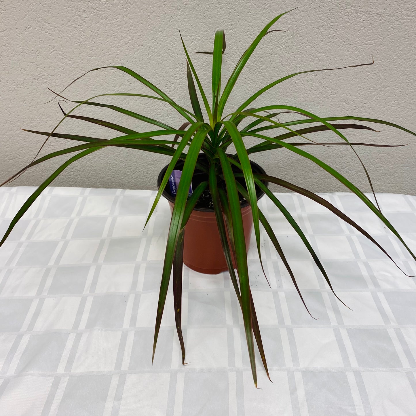 Dracaena Marginata