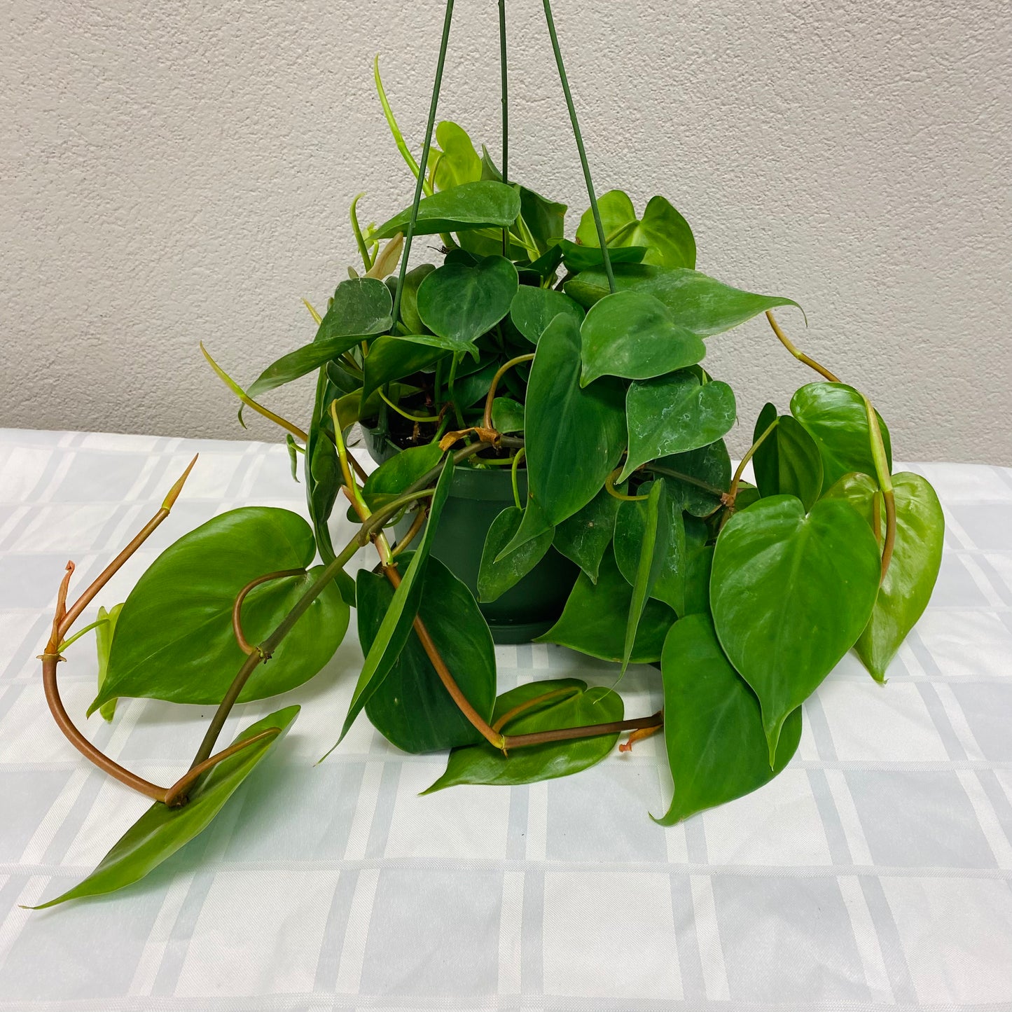 Philodendron Cordatum “Heartleaf”