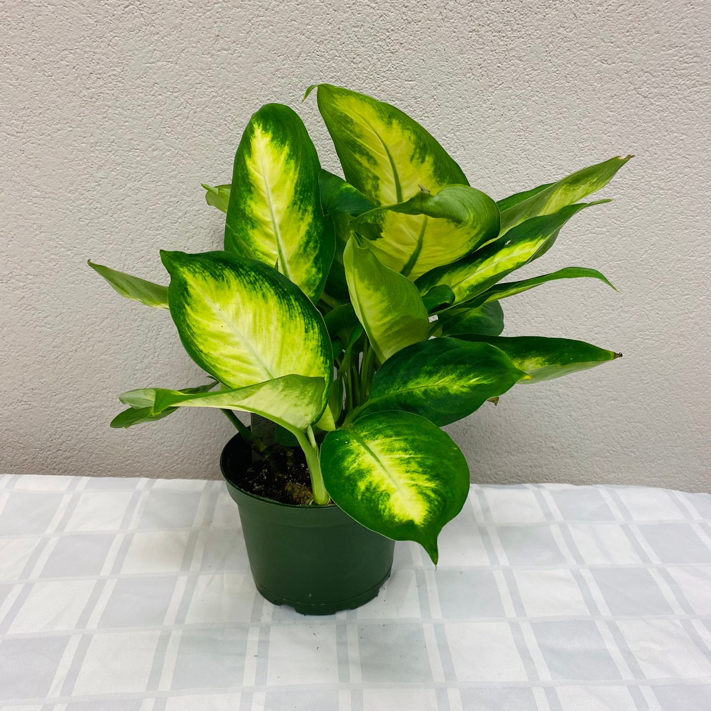 Dieffenbachia Amy