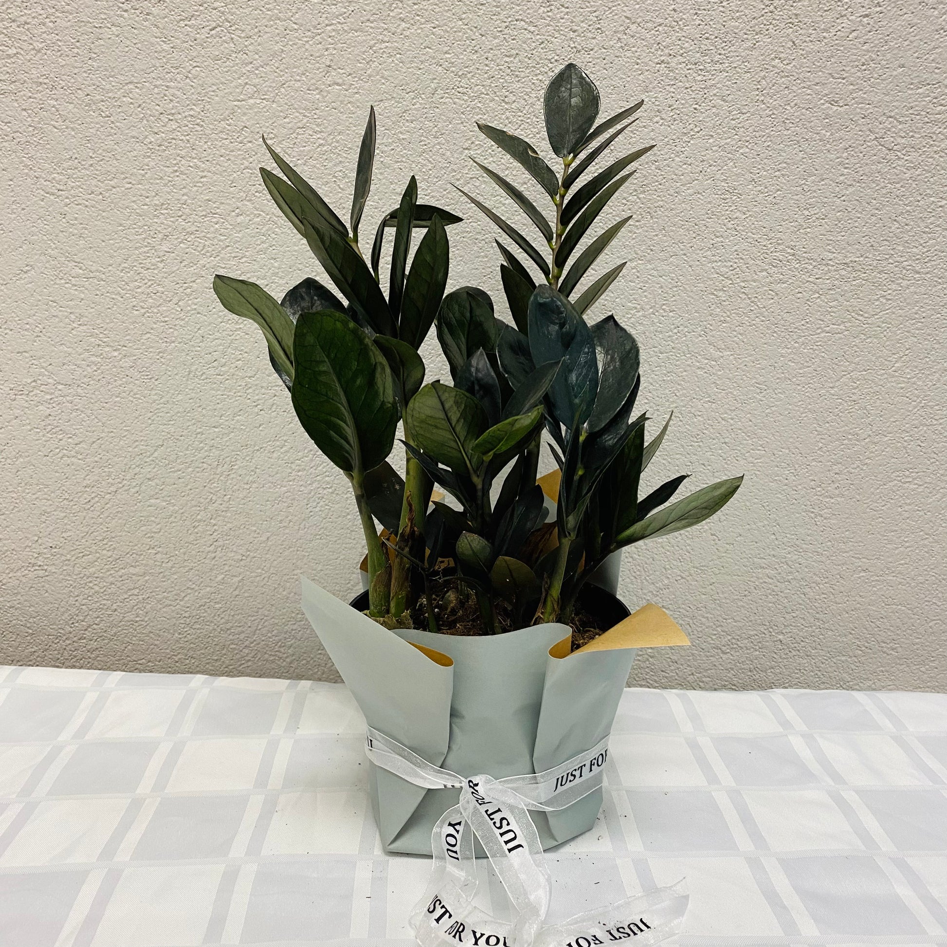 nova star zz plant ZZ Nova Star – Geno's Design