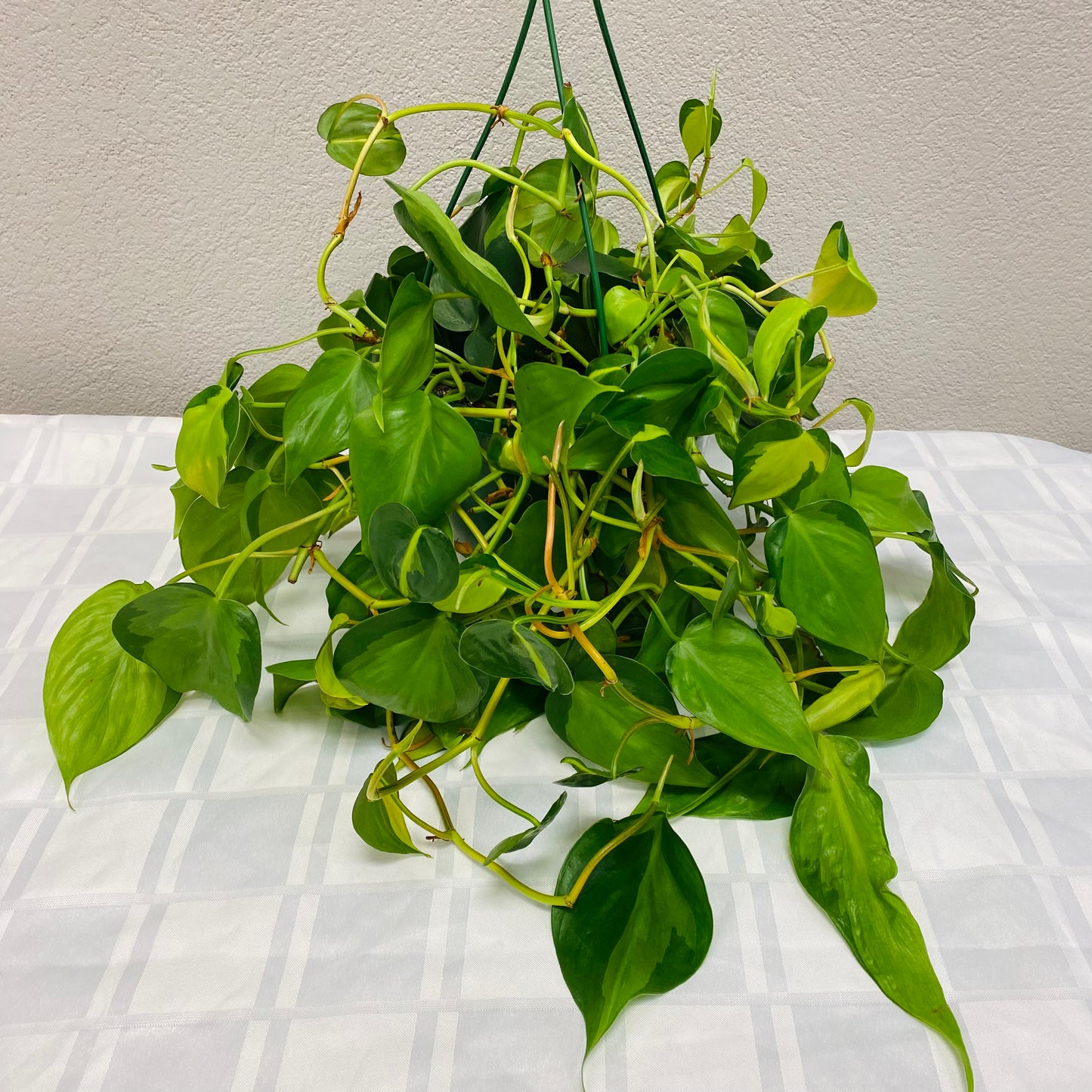 Philodendron Brasil